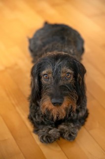 Rough-haired dachshund, male, lying on parquet floor, Stuttgart, Baden-Württemberg, Germany