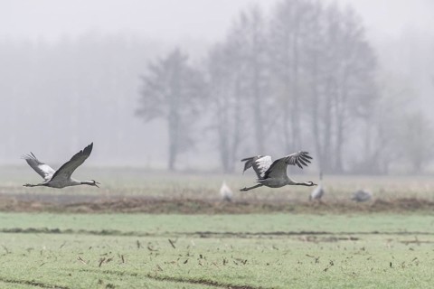 Cranes (Grus grus), flying, Fischerhuder Wümmeniederung, Lower Saxony, Germany