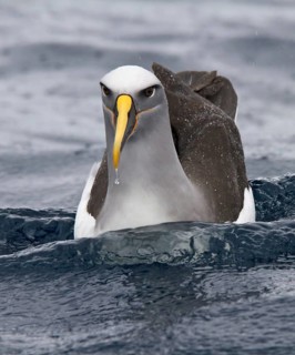 Buller's Albatross (Thalassarche bulleri), New South Wales, Australia