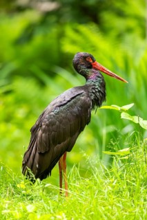 Black stork (Ciconia nigra) standing on a meadow, Bavaria, Germany