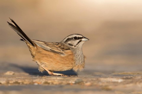 Rock Bunting -Zippammer - Emberiza cia ssp. cia, Spain, adult male