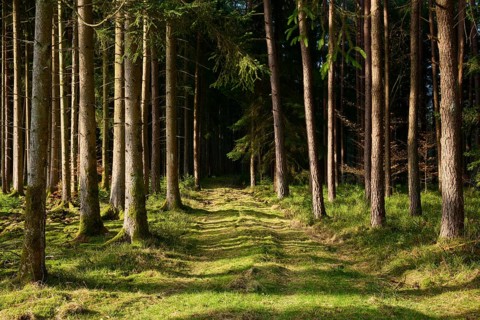 Light-flooded forest trail flanked by tall trees, Mudau, Odenwald, Baden-Württemberg, Germany