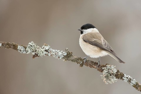 Marsh Tit (Poecile palustris) perched on lichen branch, Grisons, Switzerland