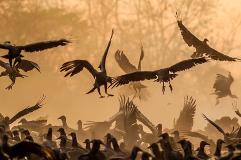 Black vultures fighting at sunset