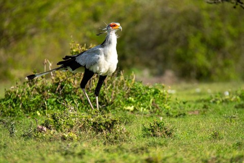 A majestic secretary bird searches for prey in the green expanse of Kenya's savannah. This striking