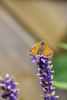 Large skipper (Ochlodes venatus), collecting nectar from a flower of Common lavender (Lavandula