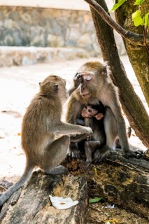 Monkeys on the beach, macaques, Ao Nang Beach, Ao Nang, Krabi, Thailand