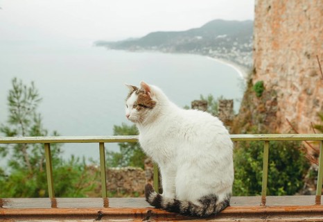 A stray cat sits peacefully on a railing near Alanya Castle, Turkey. The image highlights the