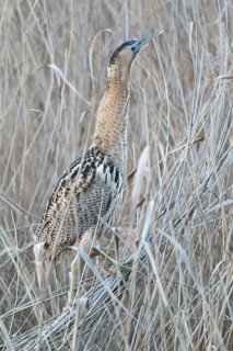 Eurasian Bittern (Botaurus stellaris), Hesse, Germany