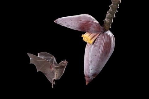 A Pallas' Long-tongued Bat visits a banana flower, Costa Rica