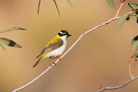 Black-chinned Honeyeater (Melithreptus gularis laetior), Northern Territory, Australia