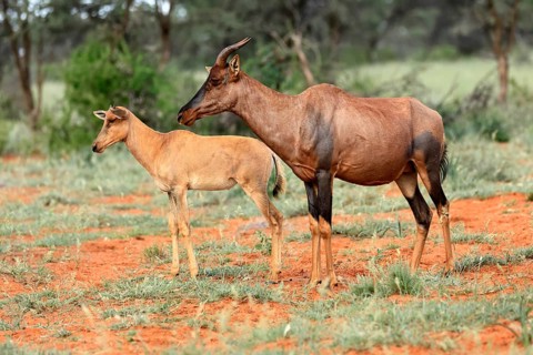 Tsessebe (Damaliscus lunatus), lyrebird, crescent moon antelope, adult, female, juvenile, Mokala