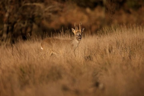 A roe deer pauses in a sunlit field, surrounded by tall golden grass. The warm light of the sunset