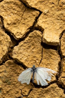 A delicate cabbage butterfly rests on dry, cracked earth, symbolizing the fragility and resilience
