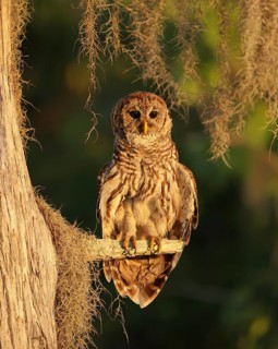 Barred Owl (Strix varia) perched on a branch, Florida, USA