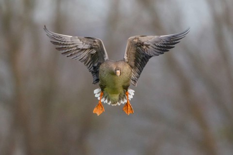 Greater White-fronted Goose (Anser albifrons) juvenile flying, North Rhine-Westphalia, Germany