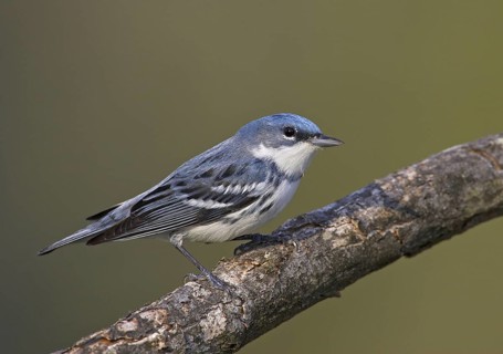 Cerulean Warbler (Setophaga cerulea), Ohio, USA
