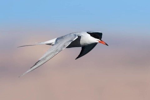 Common Tern (Sterna hirundo) flying, Eilat, Israel