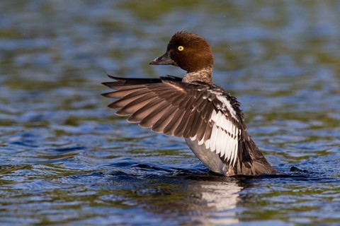 Common goldeneye, animals, birds, ducks, duck family, (Bucephala clangula), swims in water,