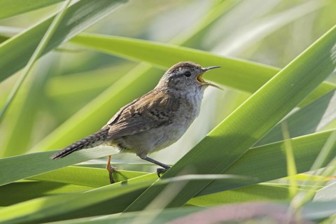 Marsh Wren (Cistothorus palustris), British Columbia, Canada