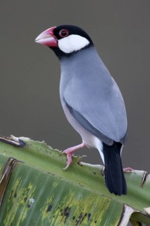 Java Sparrow (Lonchura oryzivora), Christmas Island, Australia