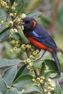 Scarlet-bellied Mountain-Tanager (Anisognathus igniventris) feeding on berries in Manu National