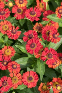 Sunflower (Helenium 'Ruby Tuesday'), Staudengärtnerei Ihm, Germany