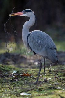 Graureiher (Ardea cinerea), Grey Heron, Altvogel sammelt Nistmaterial, im Gegenlicht, Februar,