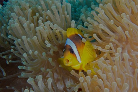 Red sea anemonefish (Amphiprion bicinctus)