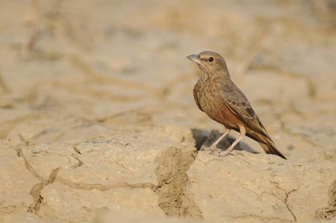 Rufous-tailed Lark (Ammomanes phoenicura), India