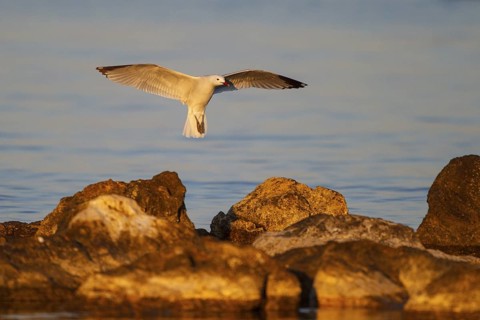Audouin's Gull (Ichthyaetus audouinii) flying, Mallorca, Spain