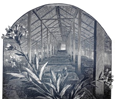 German tobacco plant in Sumatra, 1890, fermentation room with fresh tobacco leaves, tobacco,