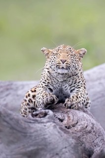 Leopard (Panthera pardus) resting on a tree with closed eyes, Sabi Sands, South Africa