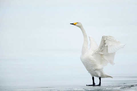 Whooper Swan (Cygnus cygnus) flapping on ice surface, Vaesterbottens laen, Sweden
