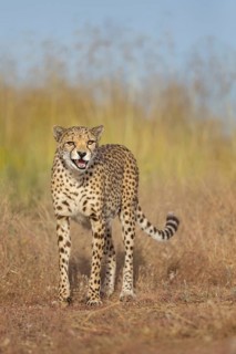 Cheetah (Acinonyx jubatus) captive hissing, Castile-La Mancha, Spain