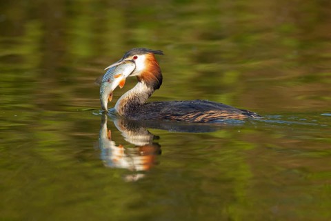 Great crested grebe (Podiceps cristatus) adult bird with a large fish for food in its beak on a