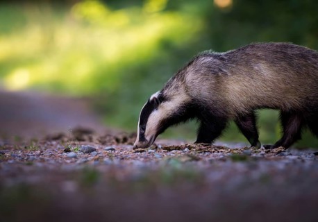 European badger (Meles meles) crossing a forest path in the evening light, Zurich, Switzerland