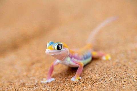 Palmato gecko (Pachydactylus rangei), Namib Desert, Namibia
