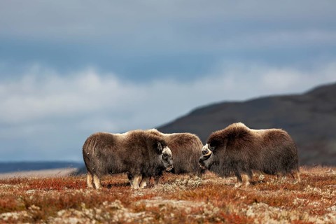 Contact is often made between musk ox calves (Ovibos moschatus) and teenagers, autumn, Ruska,
