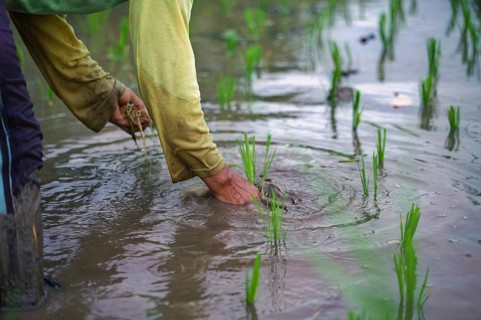 Close-up of a farmer's hands planting rice seedlings in a flooded paddy field in Indonesia. The