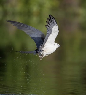 Swallow-tailed Kite (Elanoides forficatus) flying, Florida, USA
