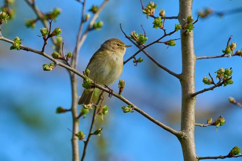 Bird on a branch with buds in front of a blue sky, chiffchaff (Phylloscopus collybita), spring,