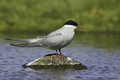 Arctic Tern (Sterna paradisaea), Iceland