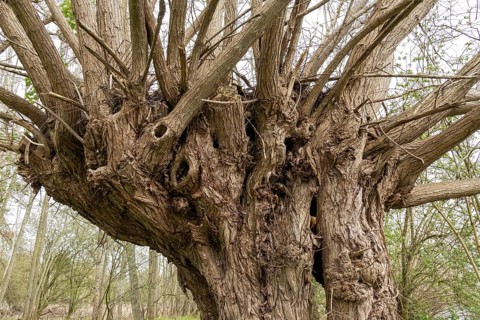Pollarded willow (Salix spp.), riverside area, Stratford-upon-Avon, England, Great Britain