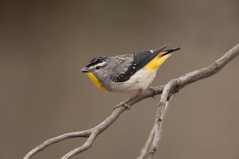 Spotted Pardalote (Pardalotus punctatus xanthopyge) male, Victoria, Australia