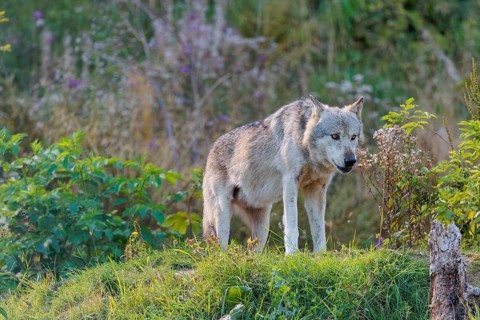 A timber wolf (Canis lupus lycaon) stands on a sunny day on its lookout in a clearing. NE USA