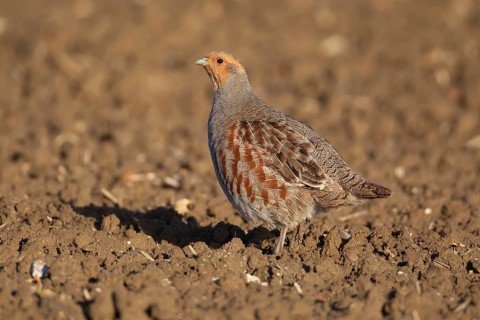 Grey or English or Hungarian partridge (Perdix perdix) adult game bird in a farmland field,