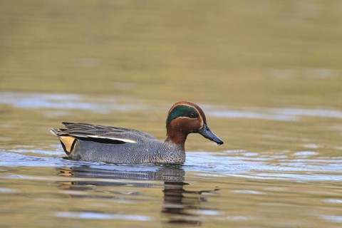 Eurasian Teal (Anas crecca) male, North Rhine-Westphalia, Germany