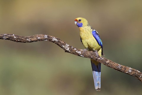 Yellow Rosella (Platycercus elegans flaveolus), Victoria, Australia