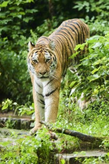 Siberian tiger (Panthera tigris altaica) walking, captive, Germany